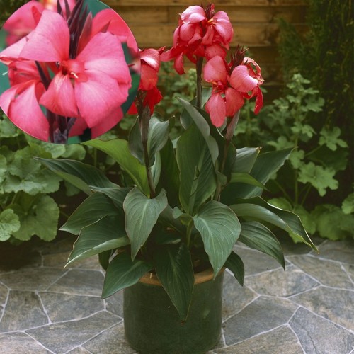 Canna indica 'Cannova Rose' - India kanna 'Cannova Rose' P9/0,55L